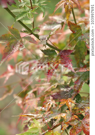 秋葉 Momiji 秋天“秋天的顏色落葉”#Momiji #Autumn 秋葉 Momiji 秋天“秋天的顏色落葉”#Momiji #Autumn 103997691