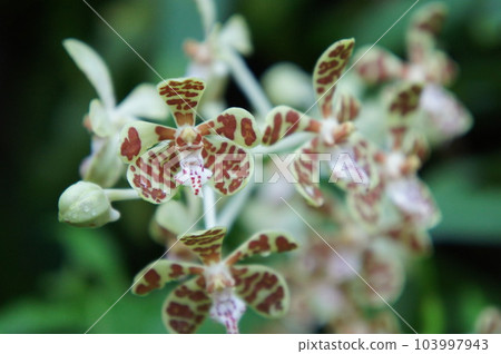 iriomoteran iriomoteran 103997943