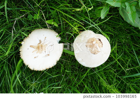 2個白蜥蜴蘑菇帽 2個白蜥蜴蘑菇帽 103998165