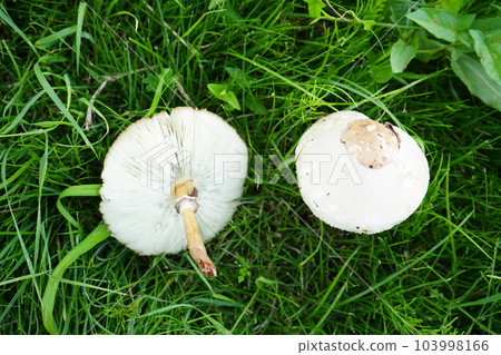 Cap and folds of Oshiropurakusatake Cap and folds of Oshiropurakusatake 103998166