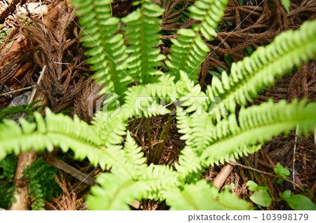 open fern leaf 103998179