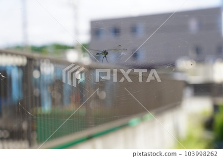 Dragonfly on a spider's web Dragonfly on a spider's web 103998262