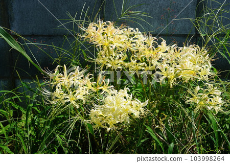 White cluster amaryllis White cluster amaryllis 103998264