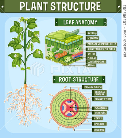 Internal structure of plant diagram 103998383