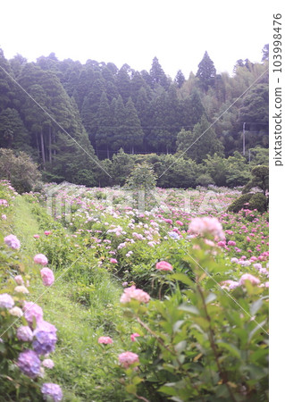 繡球花盛開的服部農場 繡球花盛開的服部農場 103998476