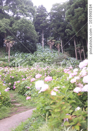 Hattori Farm in full bloom of hydrangeas Hattori Farm in full bloom of hydrangeas 103998584