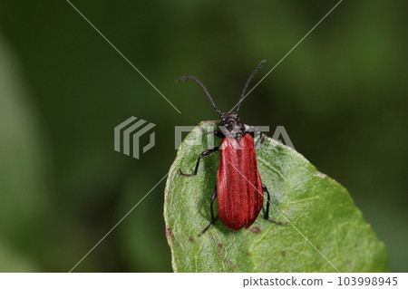 Creatures Insects Munabiro red beetle, Batesian mimicry. It seems to protect itself by resembling a poisonous firefly. Creatures Insects Munabiro red beetle, Batesian mimicry. It seems to protect itself by resembling a poisonous firefly. 103998945