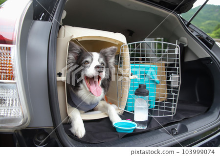汽車後備箱籠子裡的邊境牧羊犬 103999074