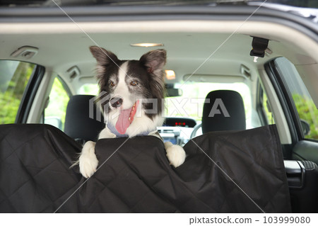 邊境牧羊犬從汽車後座往外看 103999080