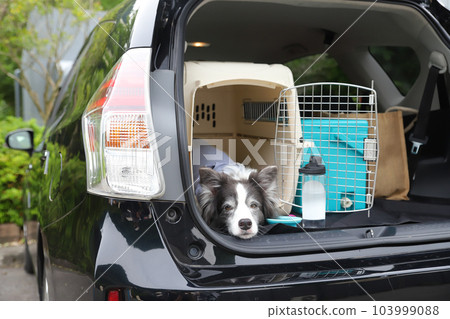 邊境牧羊犬在汽車後備箱的籠子裡休息 邊境牧羊犬在汽車後備箱的籠子裡休息 103999088