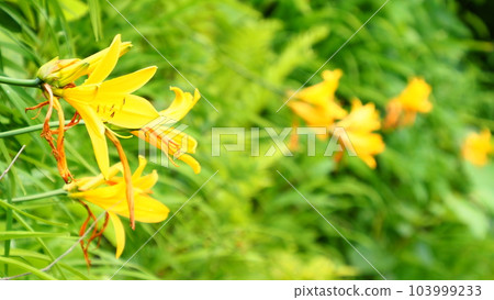 北海道積丹島目海岸 北海道積丹島目海岸 103999233