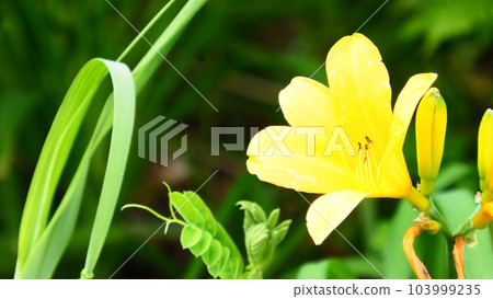 Hokkaido Shakotan Shimamui Coast 103999235