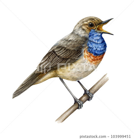 Bluethroat singing watercolor illustration. Hand drawn Luscinia svecica european avian. Beautiful bluethroat bird sitting on the branch singing. Forest bird Isolated on white background Bluethroat singing watercolor illustration. Hand drawn Luscinia svecica european avian. Beautiful bluethroat bird sitting on the branch singing. Forest bird Isolated on white background 103999451