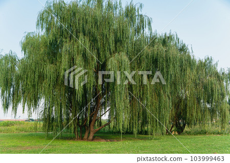 big willow tree in the square 103999463