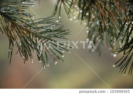 Close-up of a pine tree branch with water droplets 103999565