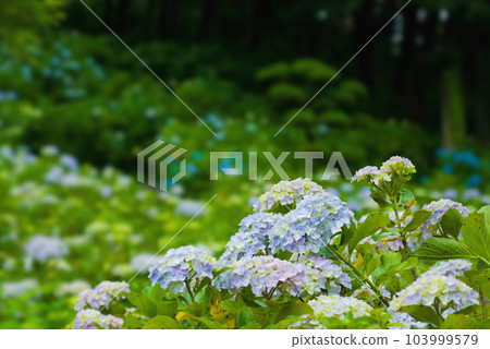 Fantastic hydrangea flower garden 103999579