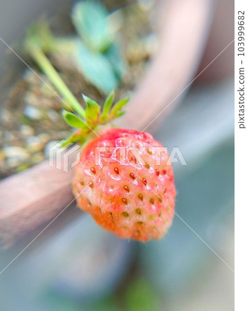 草莓 草莓 103999682