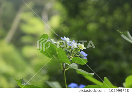 Japan's No. 1 Shimoda Hydrangea Festival 103999758