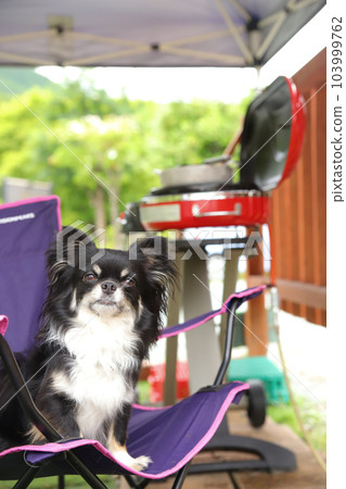 A dog sitting on a folding chair and enjoying a barbecue A dog sitting on a folding chair and enjoying a barbecue 103999762