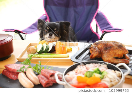 Chihuahua sitting on a chair with lots of ingredients and shining eyes Chihuahua sitting on a chair with lots of ingredients and shining eyes 103999763