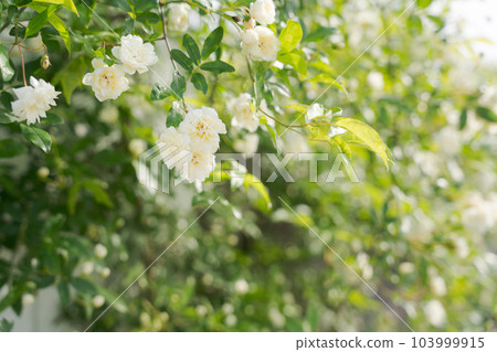 木甲原市的照片 103999915