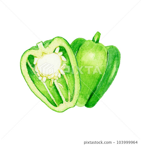 Green bell pepper cut in half Hand drawn watercolor illustration material of summer vegetables Green bell pepper cut in half Hand drawn watercolor illustration material of summer vegetables 103999964