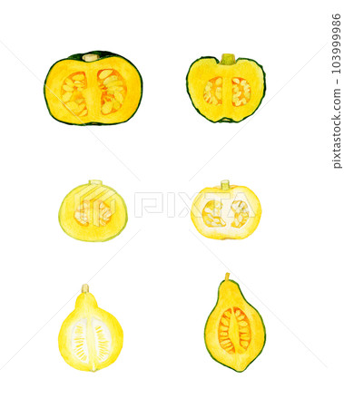 A set of edible pumpkins cut in half Summer vegetables hand-drawn watercolor illustration material collection A set of edible pumpkins cut in half Summer vegetables hand-drawn watercolor illustration material collection 103999986
