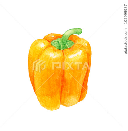 Orange paprika Hand-painted watercolor illustration material of summer vegetables Orange paprika Hand-painted watercolor illustration material of summer vegetables 103999987
