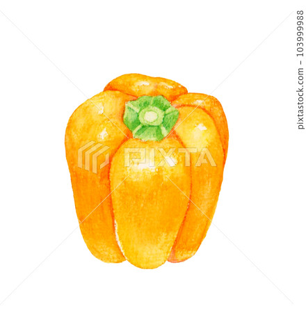 Orange paprika Hand-painted watercolor illustration material of summer vegetables Orange paprika Hand-painted watercolor illustration material of summer vegetables 103999988