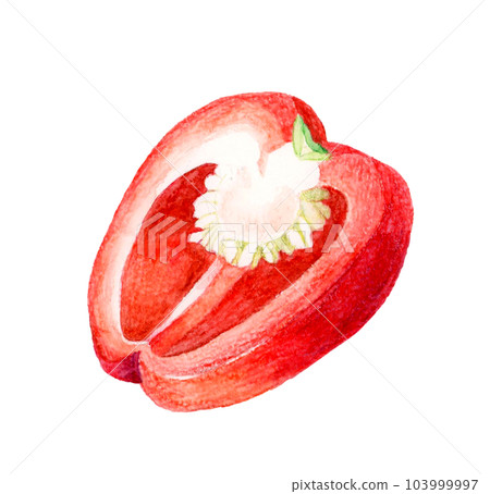 Red paprika cut in half Hand-painted watercolor illustrations of summer vegetables 103999997