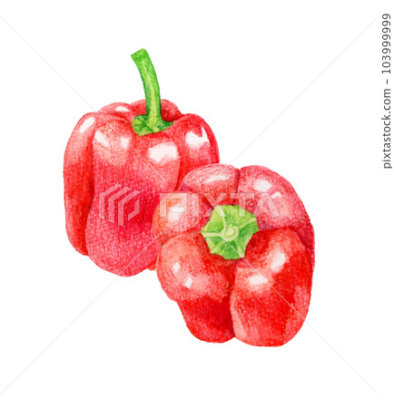 Red paprika hand-painted watercolor illustration material of summer vegetables 103999999