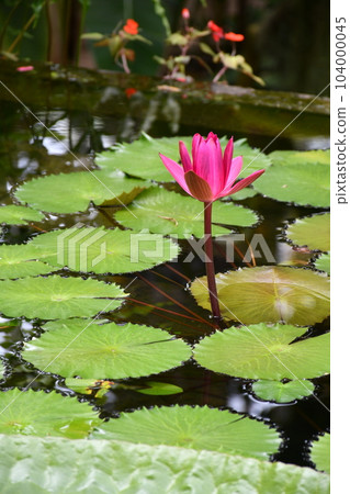 Water lily flowers in early summer 104000045