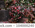 Creeper plant with bright red leaves 104000240