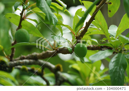 長到乒乓球大小的李子果實 104000471