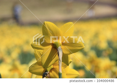 水仙花 (Daffodils)/花部/背面 水仙花 (Daffodils)/花部/背面 104000486