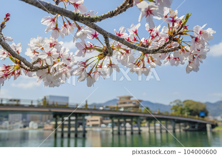 Sakura and Seta Karahashi Bridge Sakura and Seta Karahashi Bridge 104000600