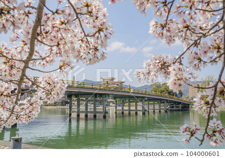 Sakura and Seta Karahashi Bridge Sakura and Seta Karahashi Bridge 104000601