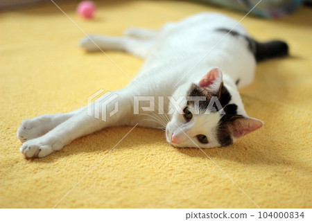 Daily concept of Japanese Bobtail cat living at home Daily concept of Japanese Bobtail cat living at home 104000834