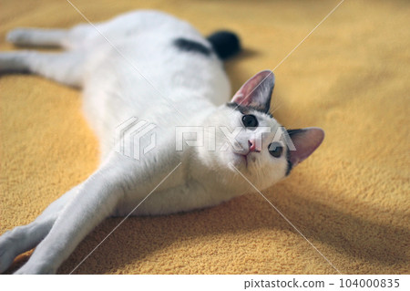 Daily concept of Japanese Bobtail cat living at home 104000835