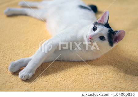 Daily concept of Japanese Bobtail cat living at home Daily concept of Japanese Bobtail cat living at home 104000836