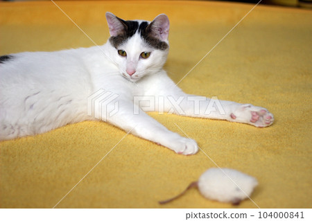 Daily concept of Japanese Bobtail cat living at home 104000841