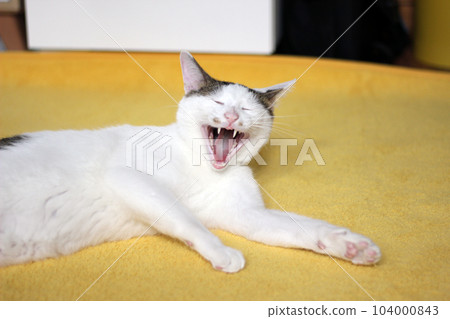 Daily concept of Japanese Bobtail cat living at home 104000843