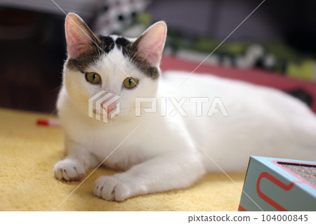 Daily concept of Japanese Bobtail cat living at home 104000845