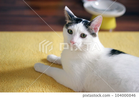 Daily concept of Japanese Bobtail cat living at home Daily concept of Japanese Bobtail cat living at home 104000846