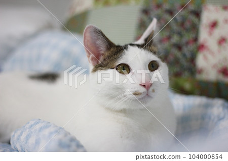 Daily concept of Japanese Bobtail cat living at home 104000854