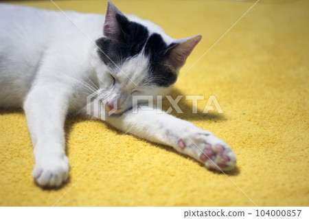 Daily concept of Japanese Bobtail cat living at home Daily concept of Japanese Bobtail cat living at home 104000857