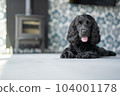 cocker spaniel on the floor 104001178