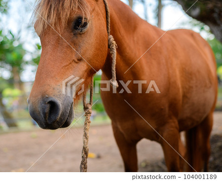 Sad horse face close up, Twine rope around the neck, horses in a Dharmapala park. Sad horse face close up, Twine rope around the neck, horses in a Dharmapala park. 104001189
