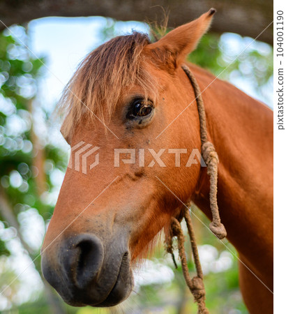 Sad horse face close up, Twine rope around the neck, horses in a Dharmapala park. Sad horse face close up, Twine rope around the neck, horses in a Dharmapala park. 104001190