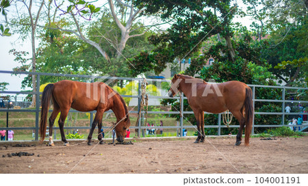 Two horses in the stable of Dharmapala park in Galle. Two horses in the stable of Dharmapala park in Galle. 104001191